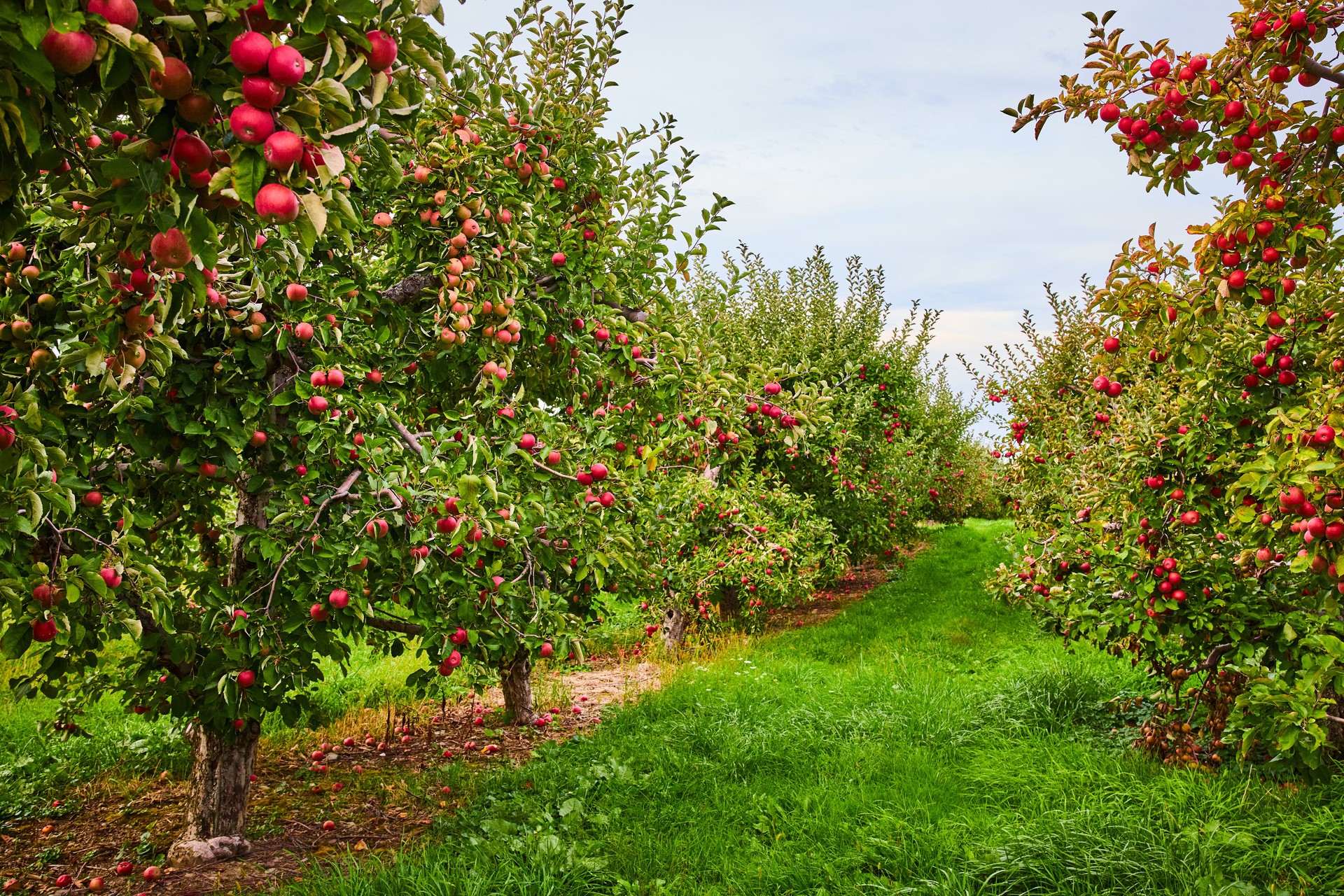 Looking down rows of apple trees in orchard farm.jpg