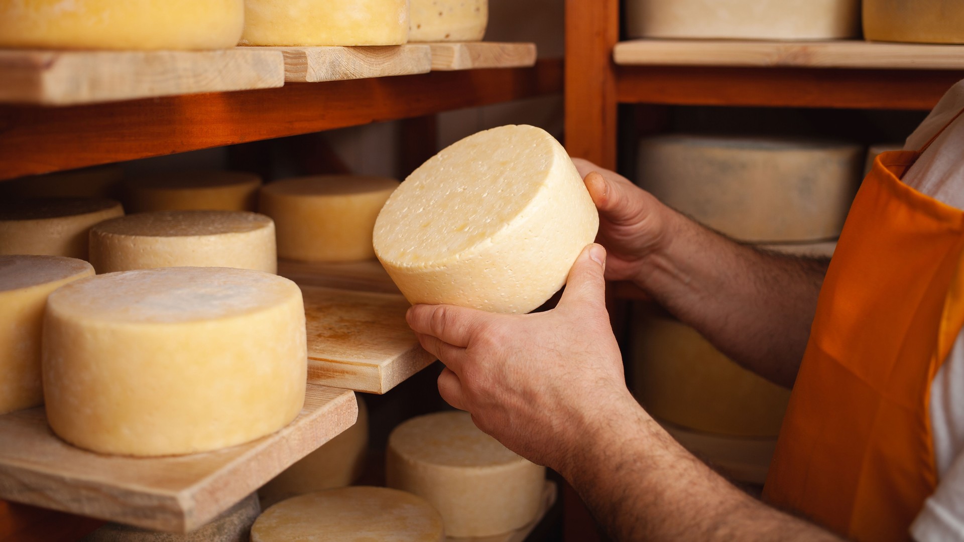 man cheesemaker in the cellar, beautiful wooden shelves with a ready cheese circle, ripening. Cheese production, home basement, indoor. Private entrepreneur. holds in his hands