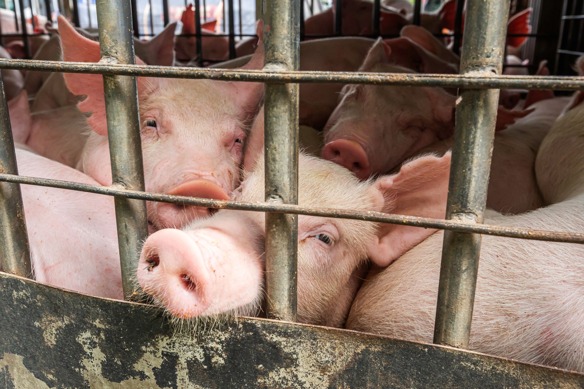 baby piglet during transport