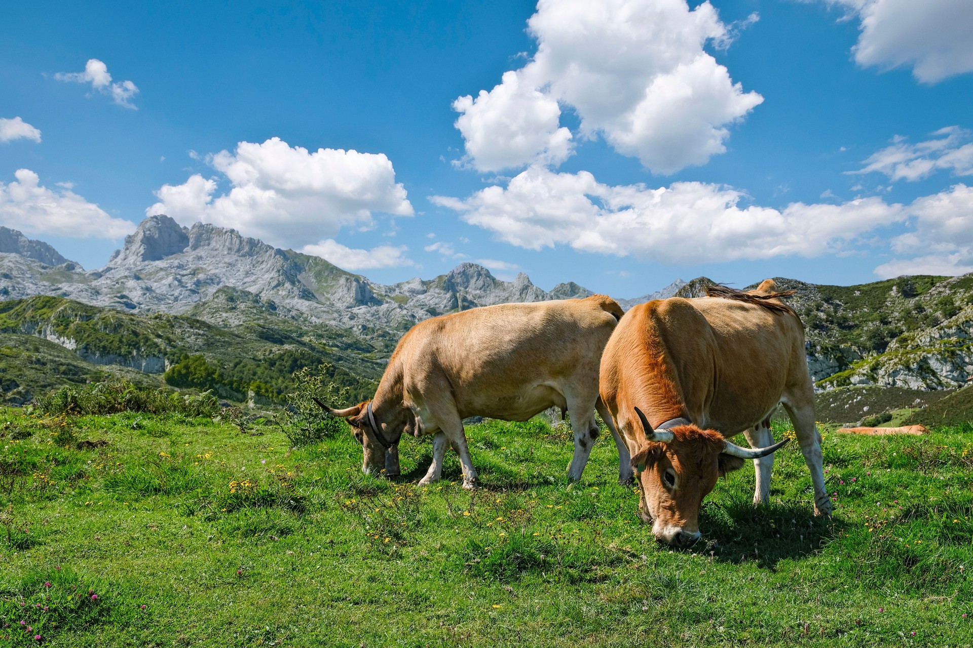 Cosy grazing cows in the northern Spanish national park ‘Picos de Europa’ near the Covadonga mountain lakes.