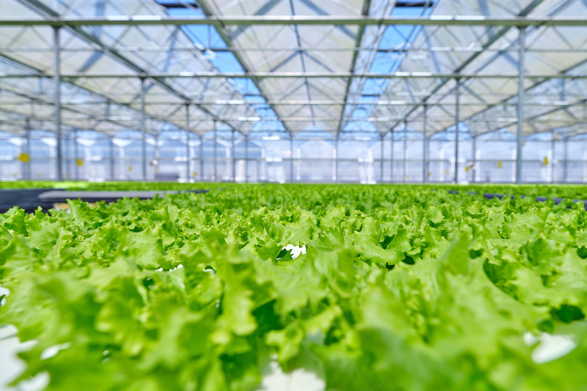 Modern Smart Agricultural Greenhouse