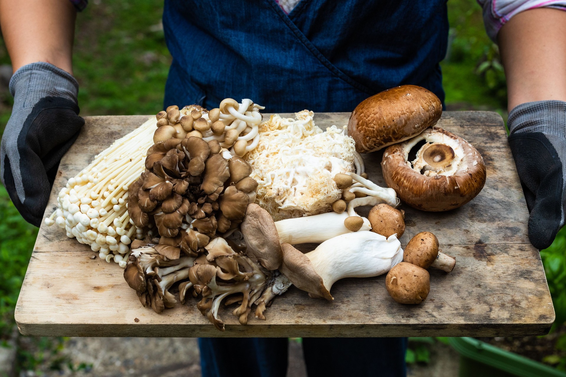 Close up various fresh picked mushrooms on wood board