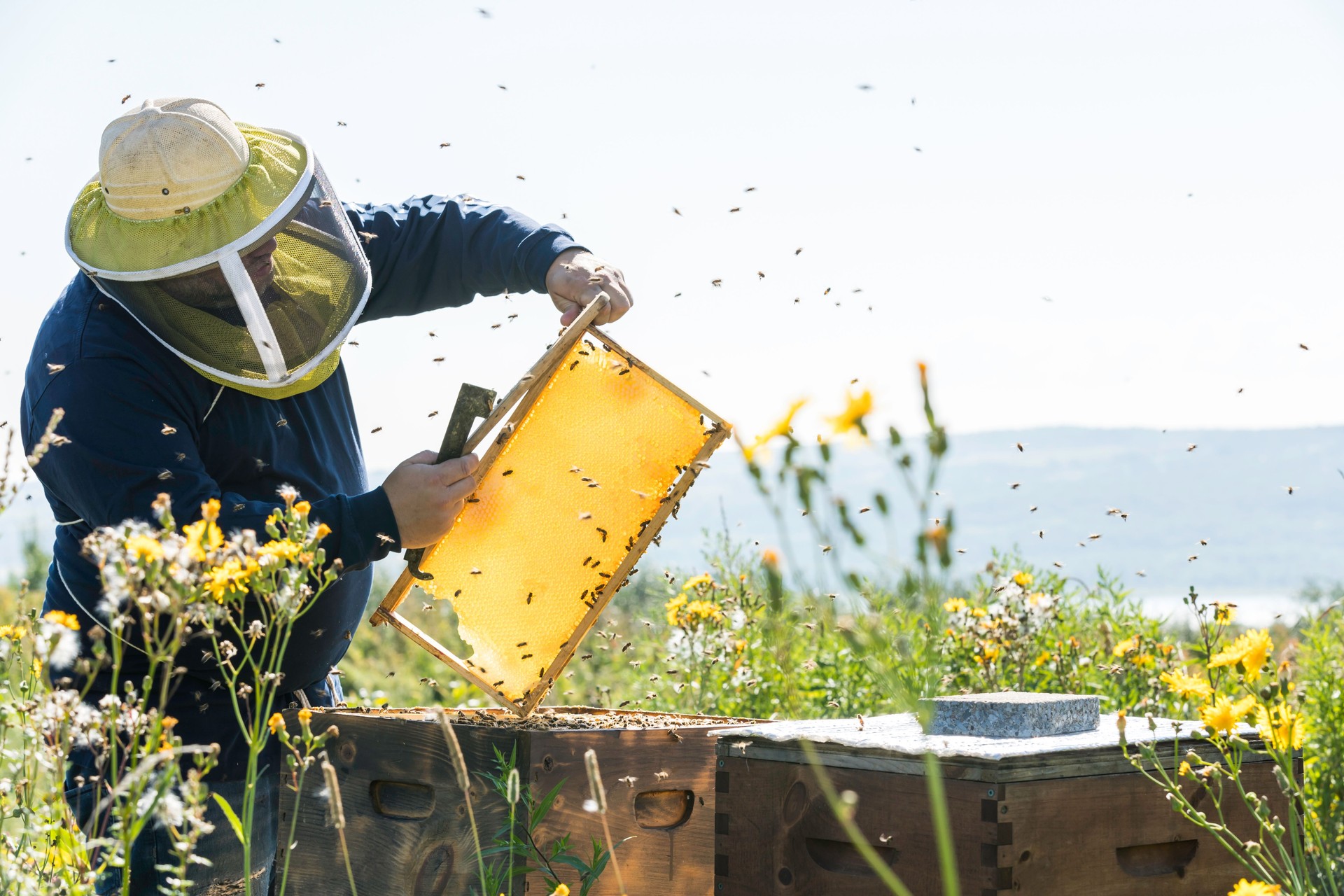 Beekeeper At Work, Cleaning and Inspecting Hive